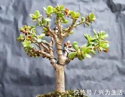 植物|养这“2种”树,能成“老桩”,越养殖越好看,而且“价格高”