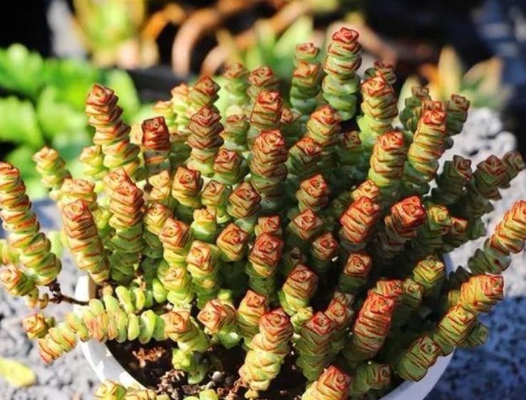 家里一定养的5种花,花开媲美玫瑰,花朵姿态万千,美