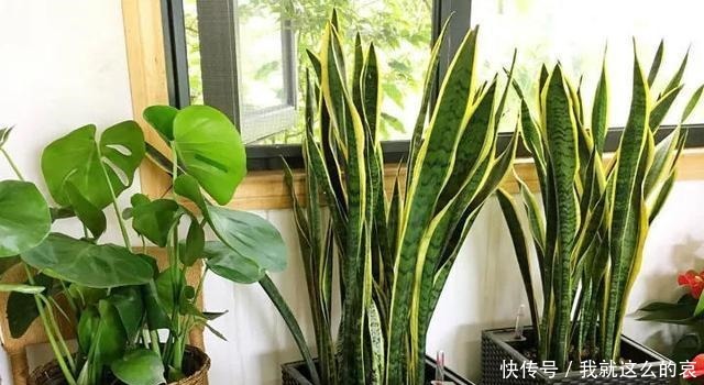 虎皮兰“僵住了”死活不长个,3个“舒服法”,新芽新叶嗖嗖冒!