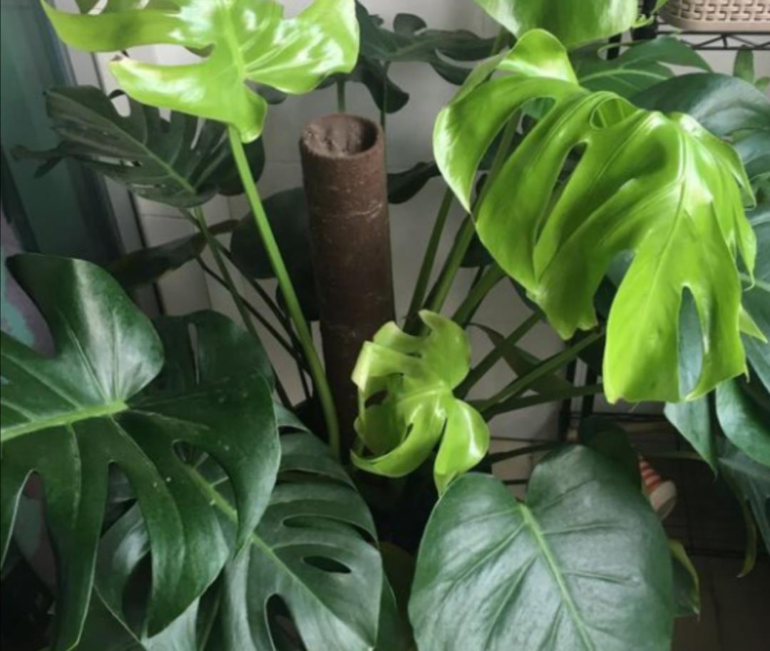 生根|养龟背竹,这个位置“切一刀”,一盆能变多盆
