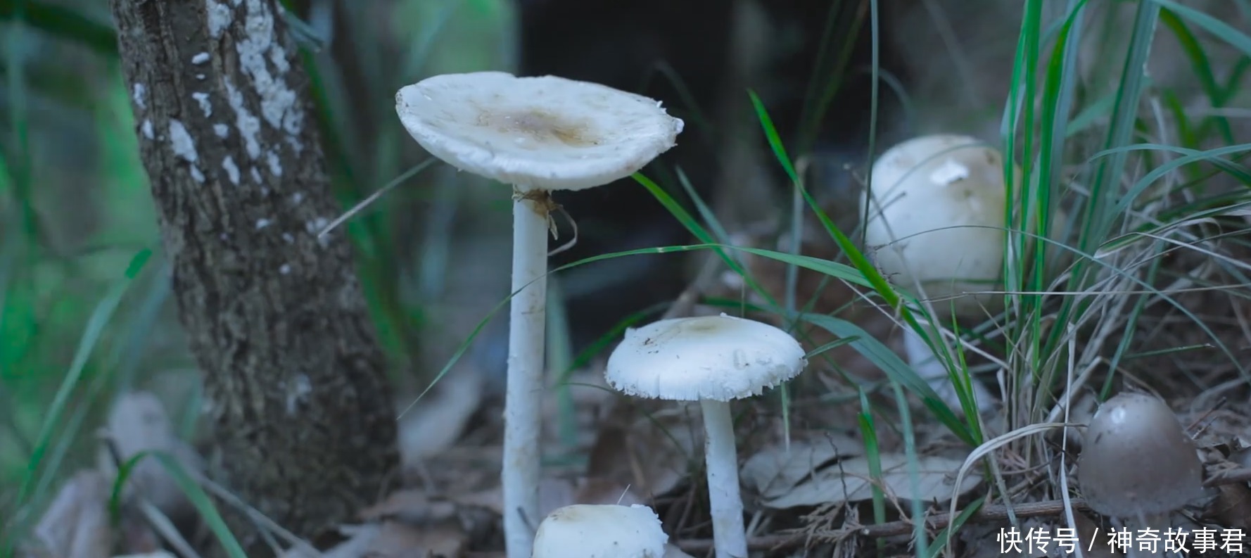 世界|李子柒发布夏日视频，见到田地的农作物，这是宫崎骏的三次元世界