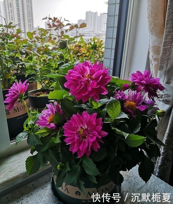 牡丹|一款很漂亮的世界名花,不输牡丹,花期长,植株低矮,盆栽也可以!