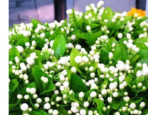 此花号称“中国第一香”花香怡人花期长，乃阳台盆栽之佳品