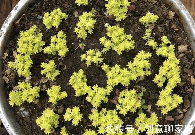 盆栽|多肉植物黄金万年草的基础盆栽要领:一般分为3点