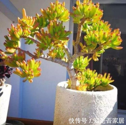 人见人爱的吸财树,了解掌握4个要点,轻松爆盆颜色靓丽