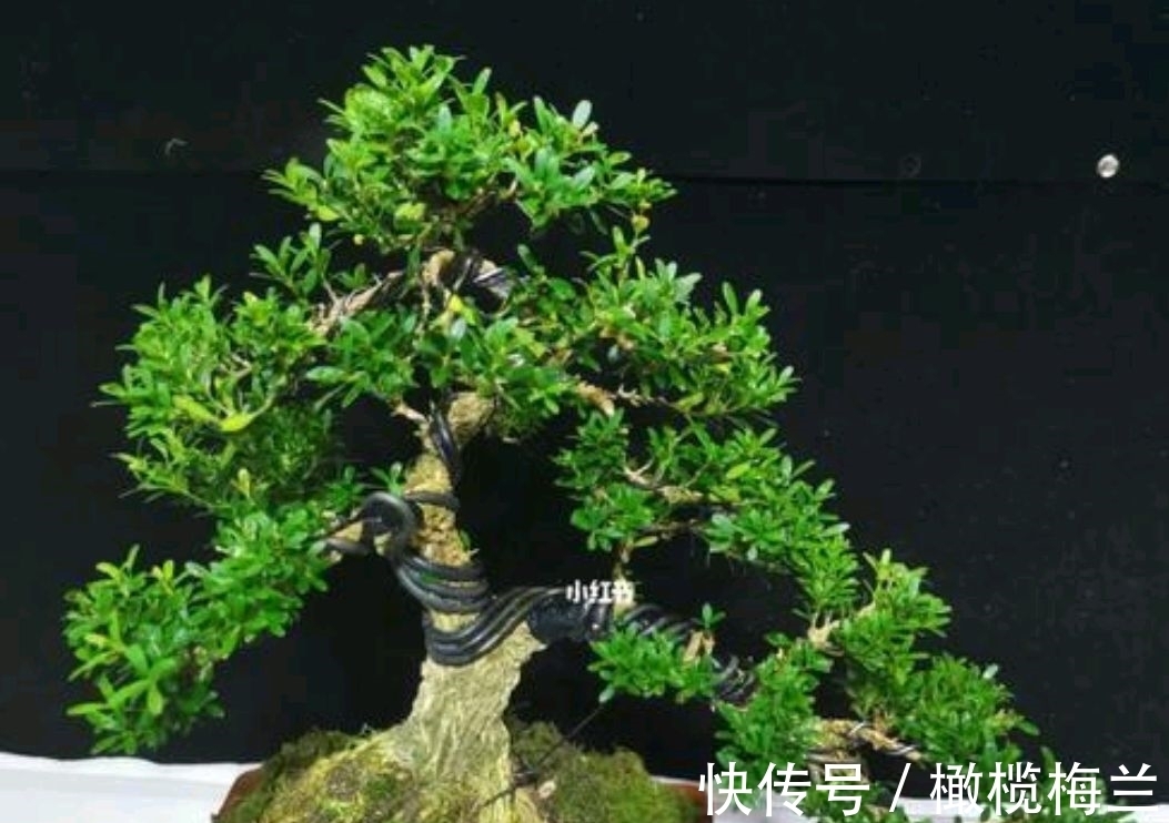 皱皮黄杨,冬季注意几点叶片葱翠生机盎然