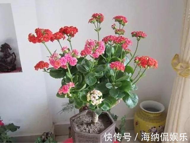 长寿|养花10年,他的长寿花1棵开3种颜色,方法3分钟就学会