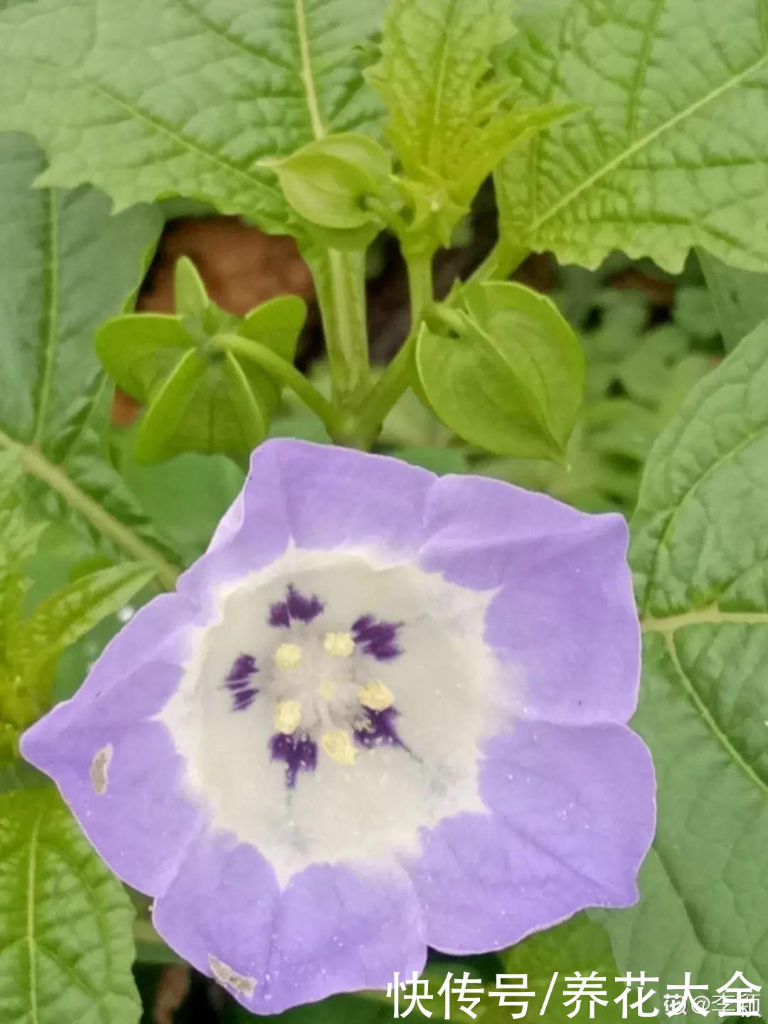马缨丹|不能小看入侵植物，看到后要立马拔掉，留着就是祸害