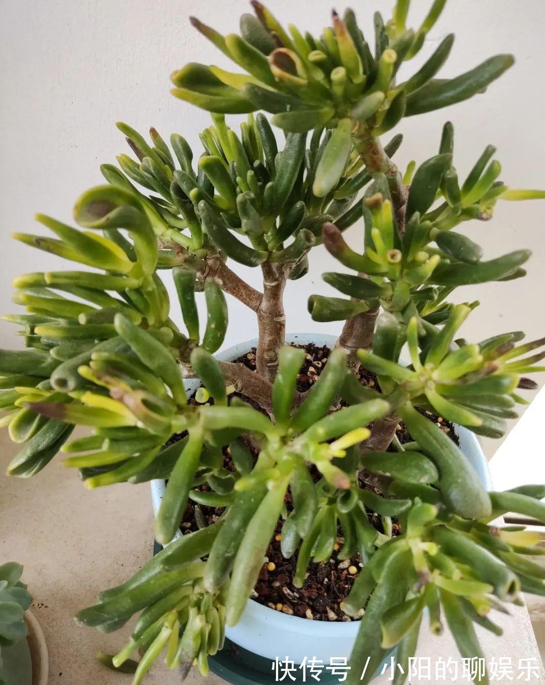 玉树能吸财,叶子长成存钱筒,太阳一晒红彤彤