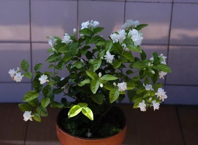 花友们,茉莉花期的时候,4件事万万不能做,不然花苞呼呼落