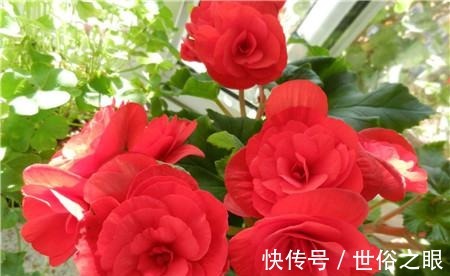 爆盆|喜欢在家中养护花卉,就选择花色多样,花期长,开花爆盆的3种花