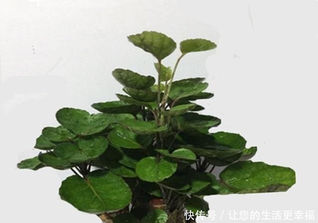 八种盆栽称为天然盆景,越养越美,越养价值越高、寿命几十年!