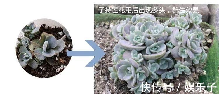多头多肉|多肉爆盆的4种方法,简单还有效,轻松一盆变多盆!