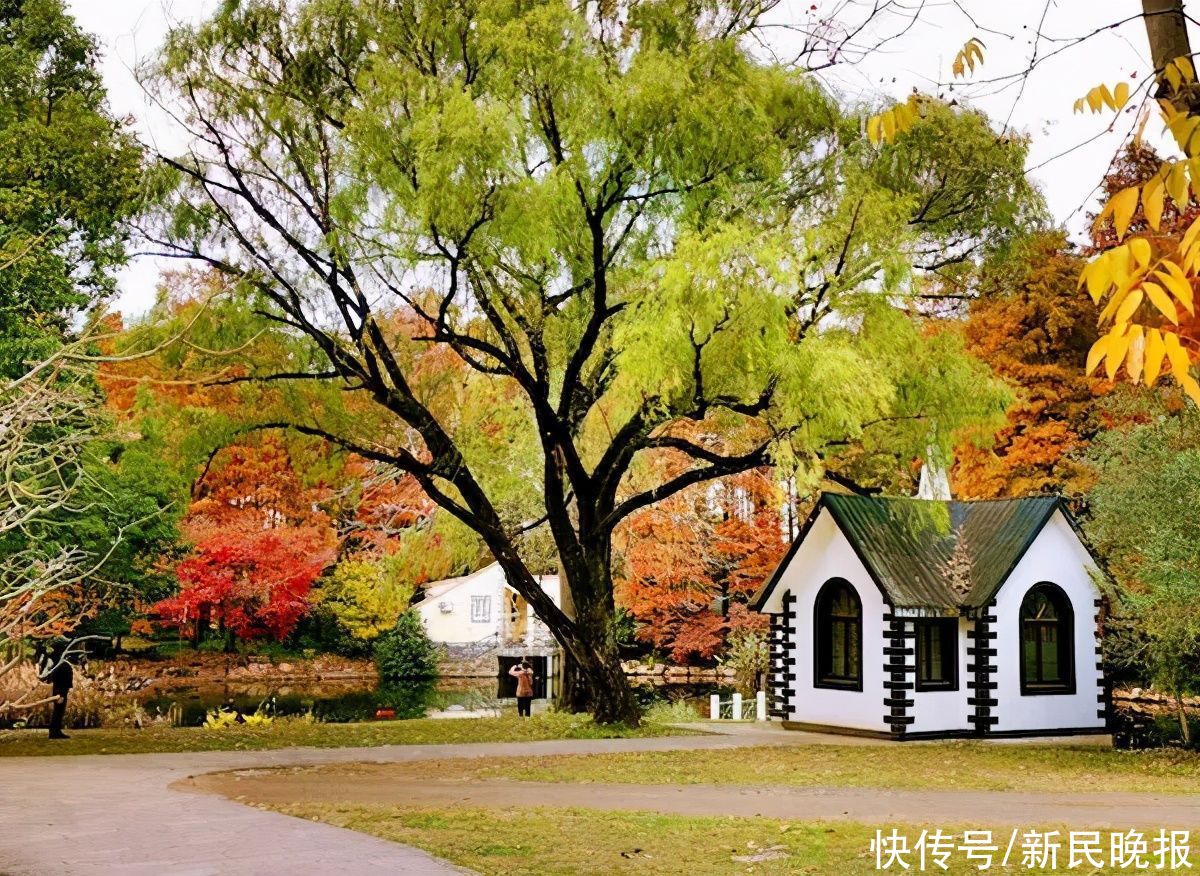 腊梅|秋叶还舍不得走，上海植物园第一朵腊梅开了