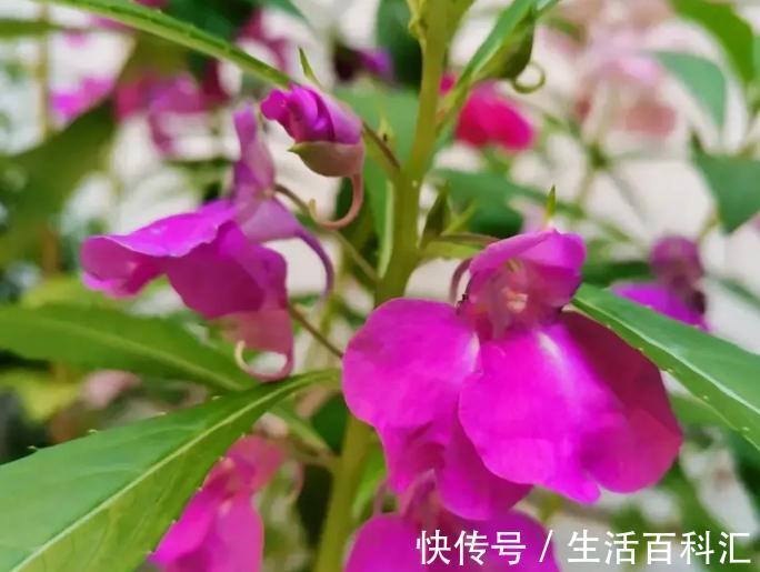 这4种花不易生病好养活,开花就爆盆,园艺新人小白入手不吃亏