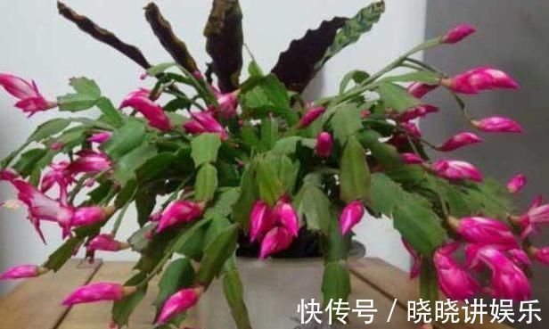 养蟹爪兰时，在盆里丢点这种“小玩意”，根系、叶片蹭蹭长不停