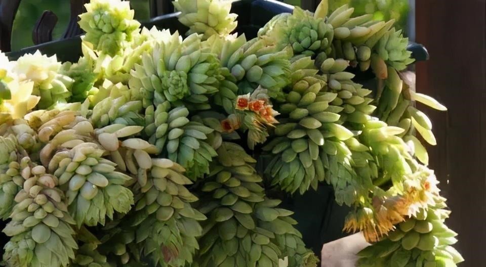 多肉千佛手,号称“绿巨人”,一片叶子长一盆,养成群生肉墩子