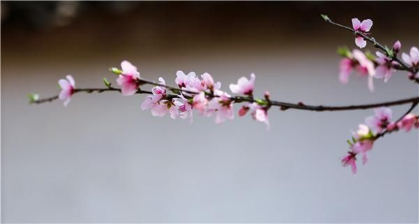 春日好去处！营盘桃花开了，你不来看看吗？