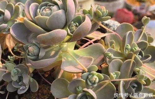 多肉达人给你推荐几款多肉,便宜好养容易出状态,适合新手!