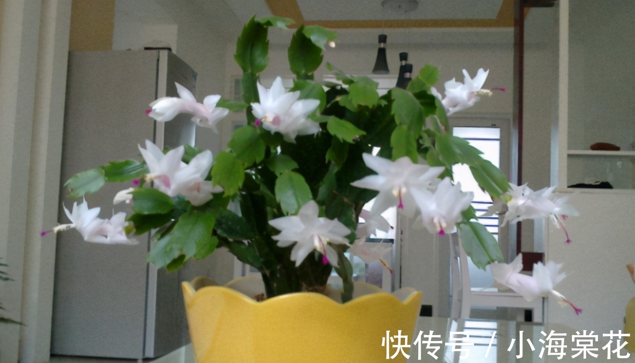 这3样“养花水”,无论哪1种都制作简单,对植物健康有益