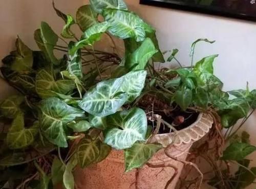 看了这些，你还觉得水培比土培更省心，不需要打理吗？