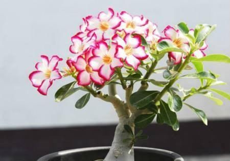  静养|沙漠玫瑰，冬季要静养，1多、2不要，不然开春只剩盆