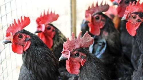 炖鸡汤|遭人疯抢的农村土鸡,为什么现在没人要了?其实原因很现实