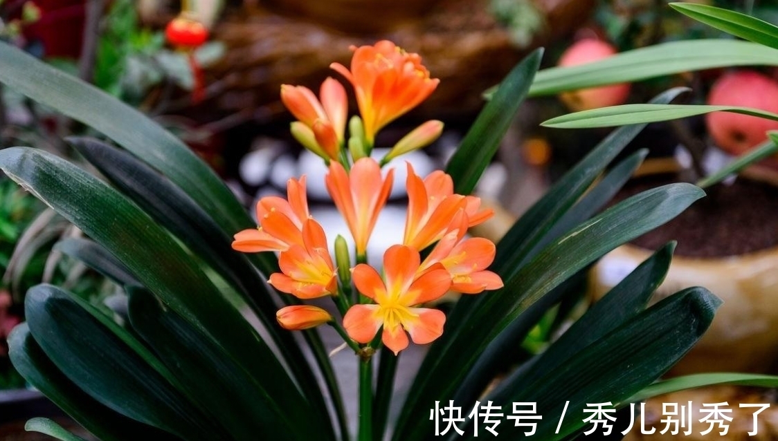 啤酒|家里养君子兰不好看,学会用几样东西,半年不施肥,叶片绿油油