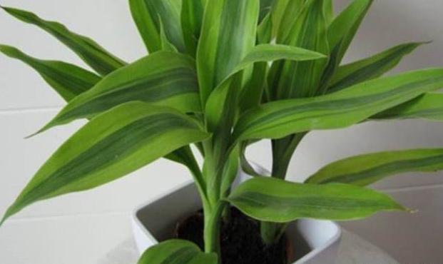新手养富贵竹，此方法最合适，不黄叶易生根，“富贵吉祥”迎进门