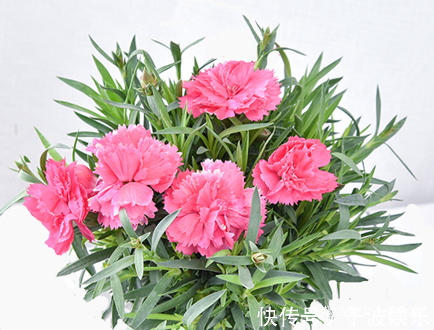 花长不好不用买肥，用它泡一泡来浇花，比花肥强十倍，还不烧根