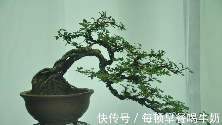 水溶性肥料|你知道吗？微型盆景怎样补充肥料才最有效？