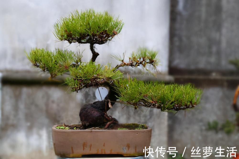 价值|苏派盆景极具名气,这6种盆景做法精妙、极具自然之感,价值高