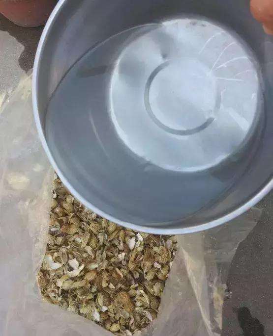 盆里埋几粒花生，叶子浓绿开花多，半年都不用施肥了！