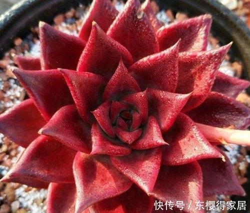 罗宾|新手不喜欢的多肉罗宾,老手都会养一盆,四季皆红安全度夏