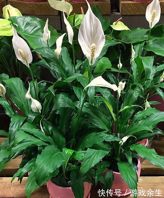 6种“吉利花”不要晒太阳,放在阴凉处,才能长得棒,富贵又旺家
