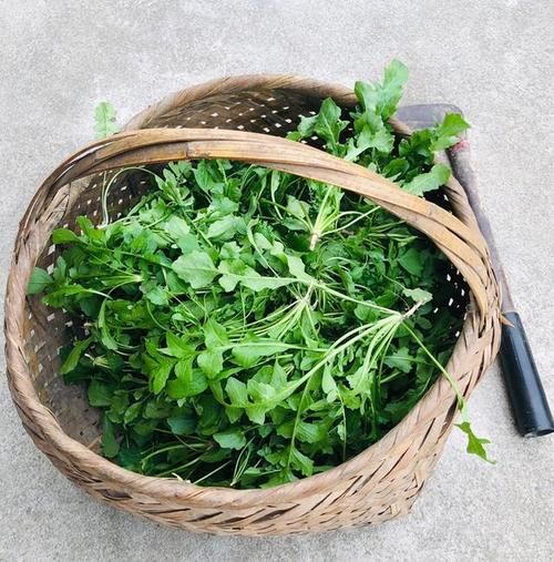 初春的野菜贵如金，挖的人越来越多，数量也越来越少