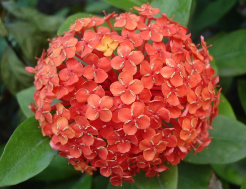 4种“耐阴花”，光照少也能“年年开花”，比吊兰好养“10倍”