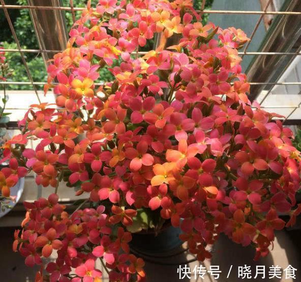 新手须知:秋冬养长寿花,5个要点要谨记,做好了才能早开花