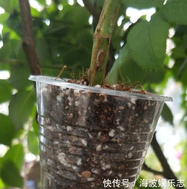 高压法|月季秋天扦插生根难用1法，让它在空中生根，又多又粗壮