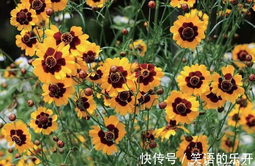 蜂类|两色金鸡菊的红色斑块很有趣,咱们看到的是美,蜜蜂看到的是蜜!