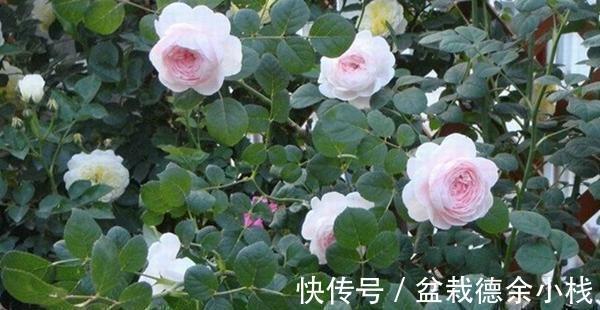 光照|月季花中的“女王”,想要养好它,需要注意8个方面