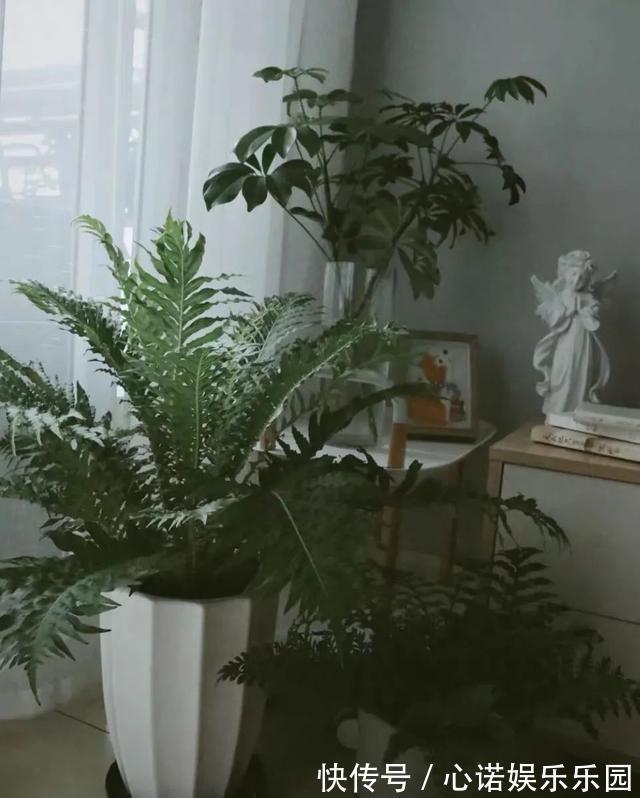 五种小盆栽，耐阴又好养，办公室养几盆，增财运、旺事业