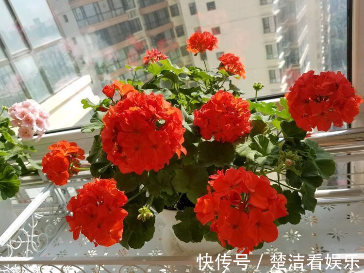 喜欢三角梅，就养盆“珍稀品种”橙雀三角梅，花开爆盆，美艳优雅