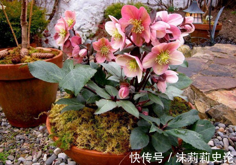 雨雪天冻不死的8种花,越冷越开花,冬天养一盆,喜庆又漂亮