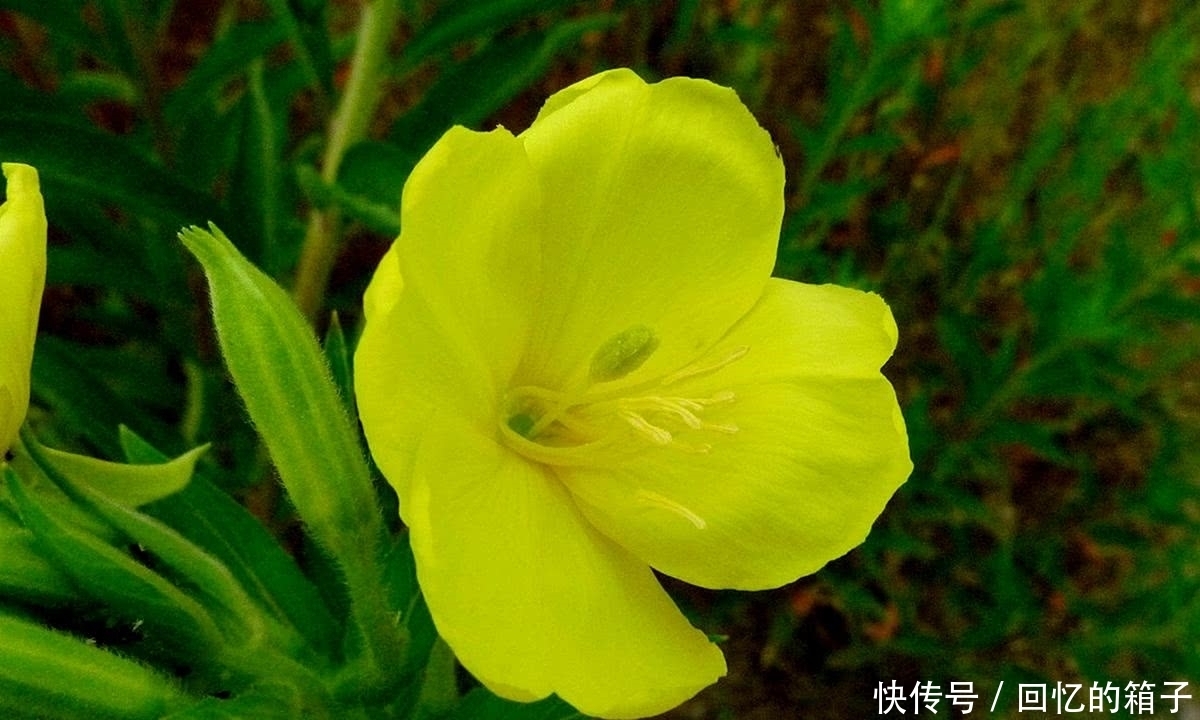 价值|一到晚上就开花,果实酷似芝麻,价值很珍贵,是民间祛风湿良药