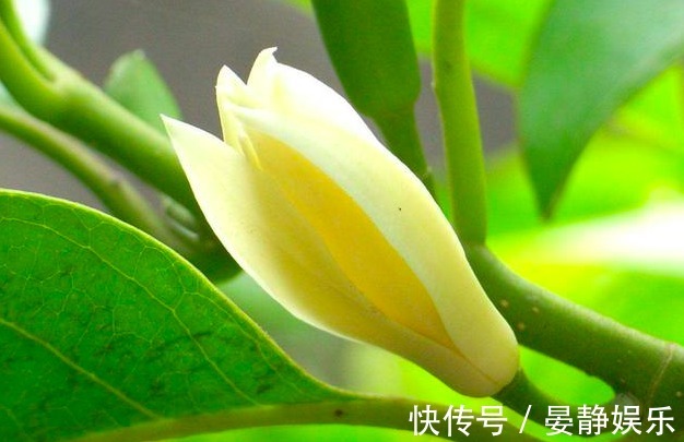 只会养绿萝不如养一种“香水之花”,洁白高雅,飘香160天