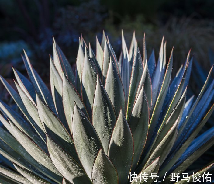 滴水观音|“4种花”养家里,不仅能净化空气,还能旺财镇宅好