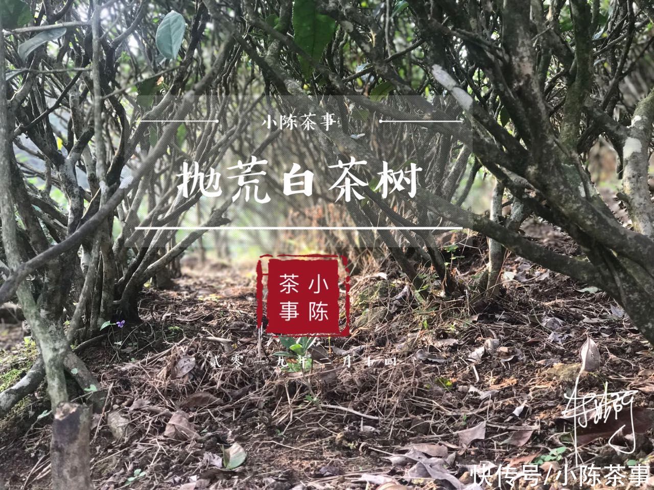 香气|不同类型的白茶之间，香气口感滋味有什么不同？一次性为你讲明白