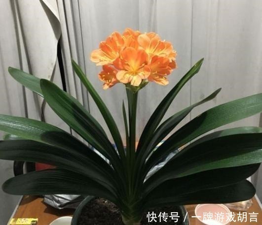 君子兰|养君子兰有“讲究”,教你几个小技巧,呼呼长叶,棵棵开花