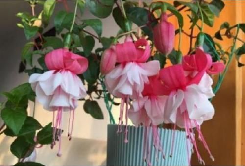 光照|谁见了都喜欢的4种花，好养又漂亮，四季开花，阳台变“花海”！